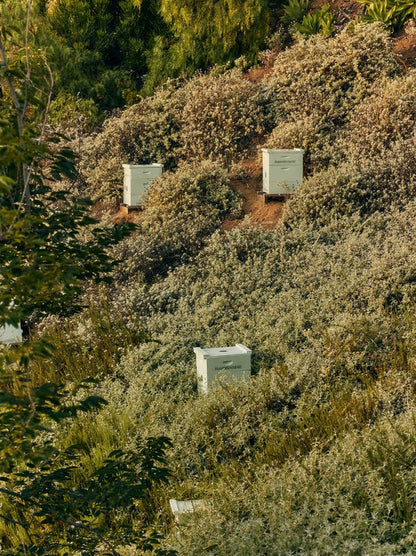 California Native Mountain Wildflower Honey